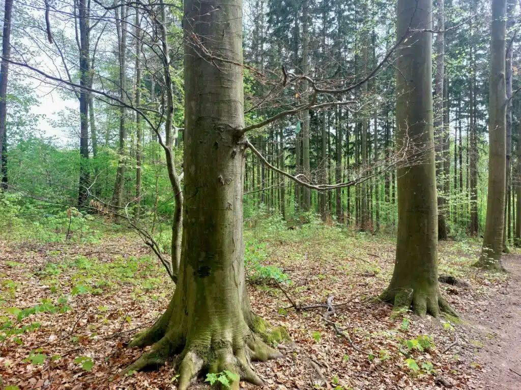 a trail in the woods with trees and leaves on the ground