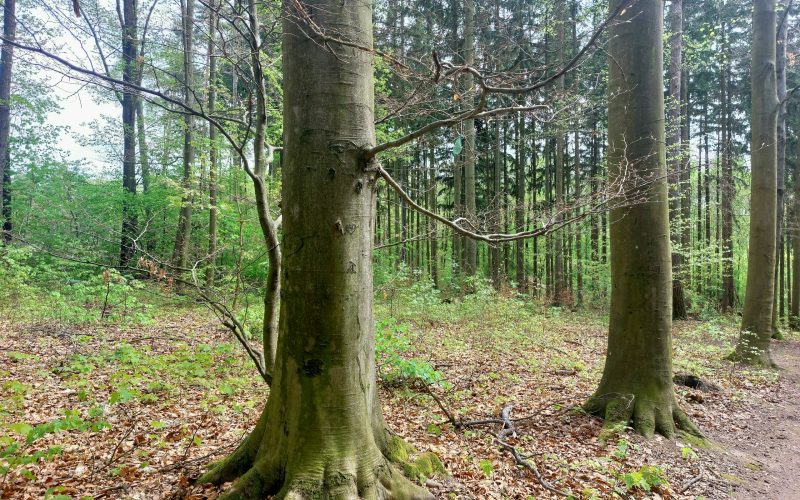a trail in the woods with trees and leaves on the ground